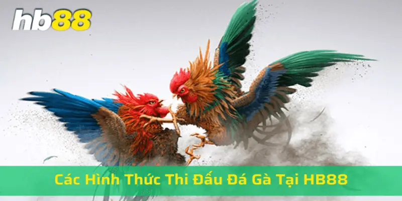 Các hình thức thi đấu đá gà tại Hb88